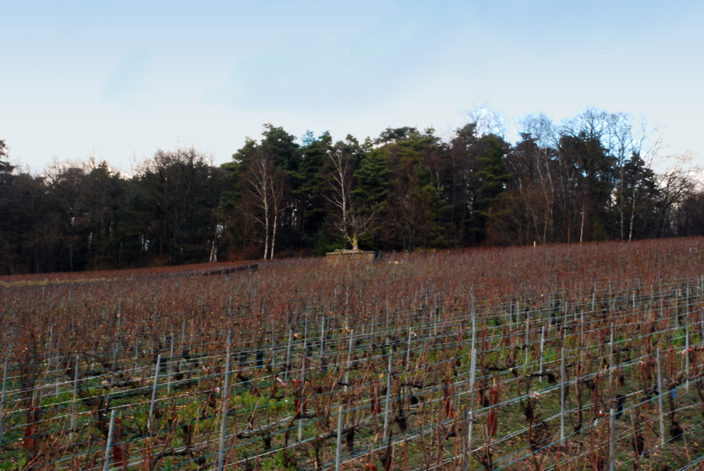vignoble11