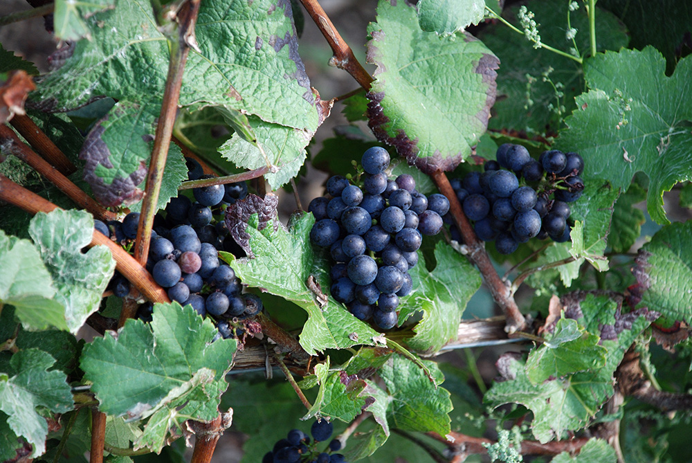 vignoble3
